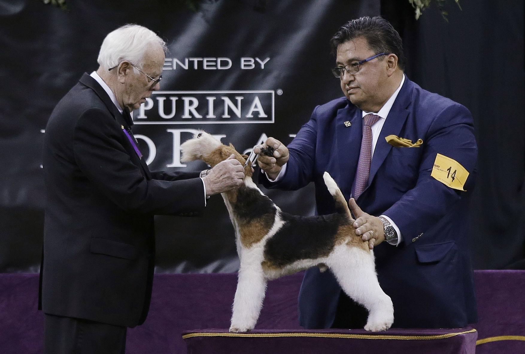 Westminster Dog Show